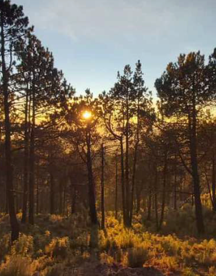 Bosque de maíces