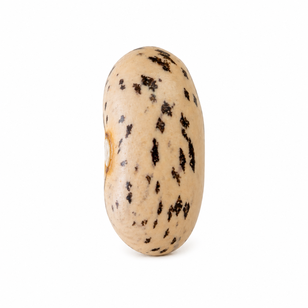 FRIJOL CAPUCHINO (100g)