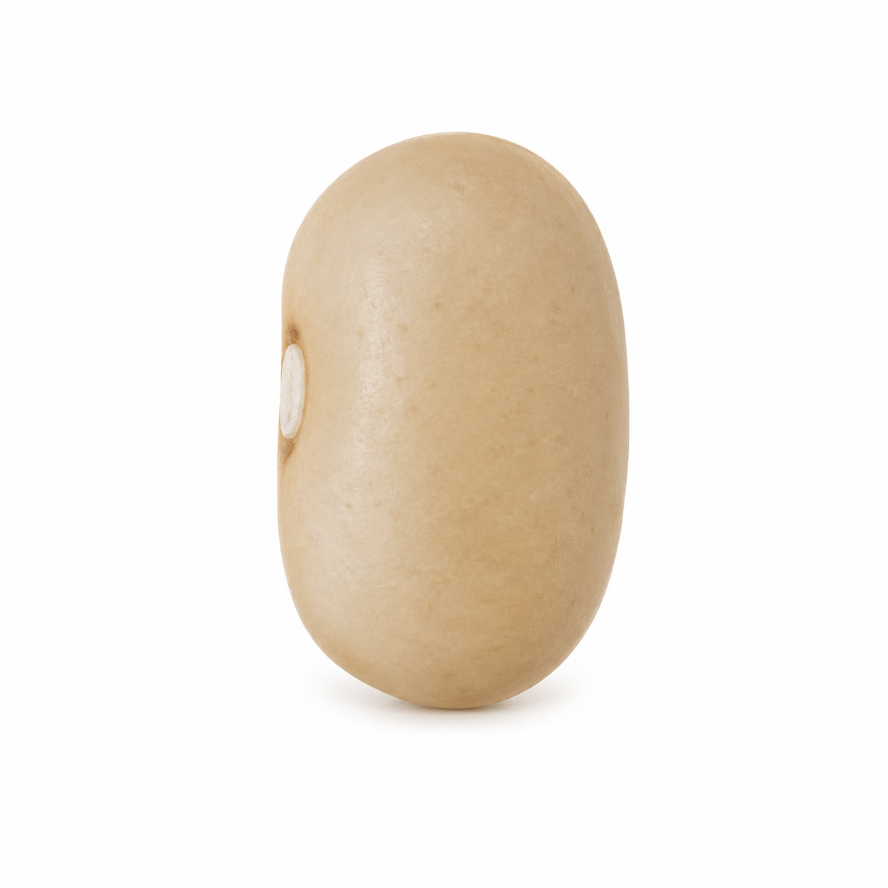 FRIJOL PALACIO (100g)