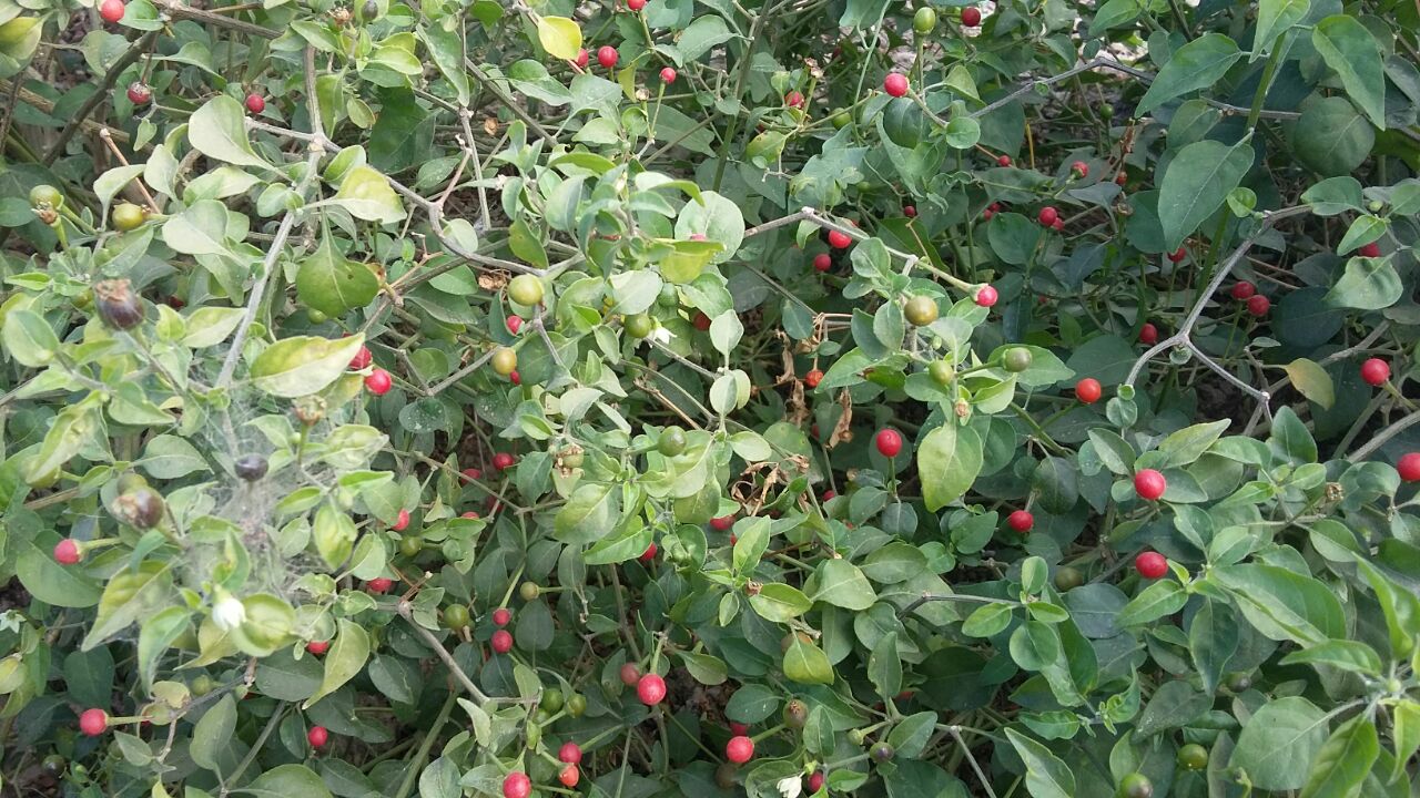 CHILE CHILTEPÍN (30g)