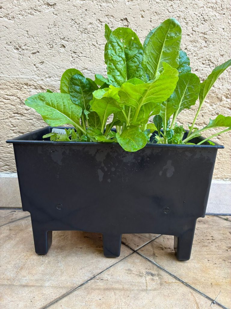 ECOMACETA + SUSTRATO 