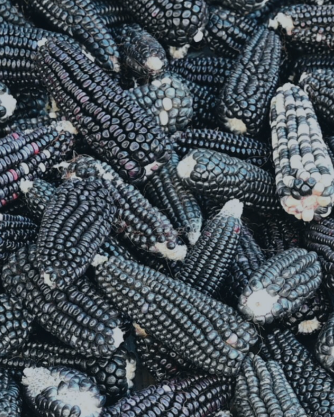 Elotiza (Sabores Ancestrales)