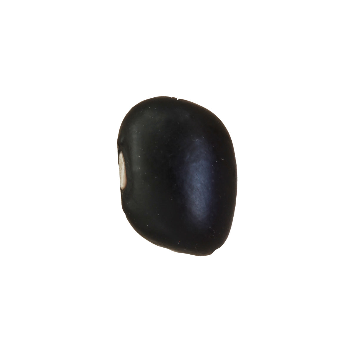 FRIJOLITO NEGRO CRIOLLO (100g)