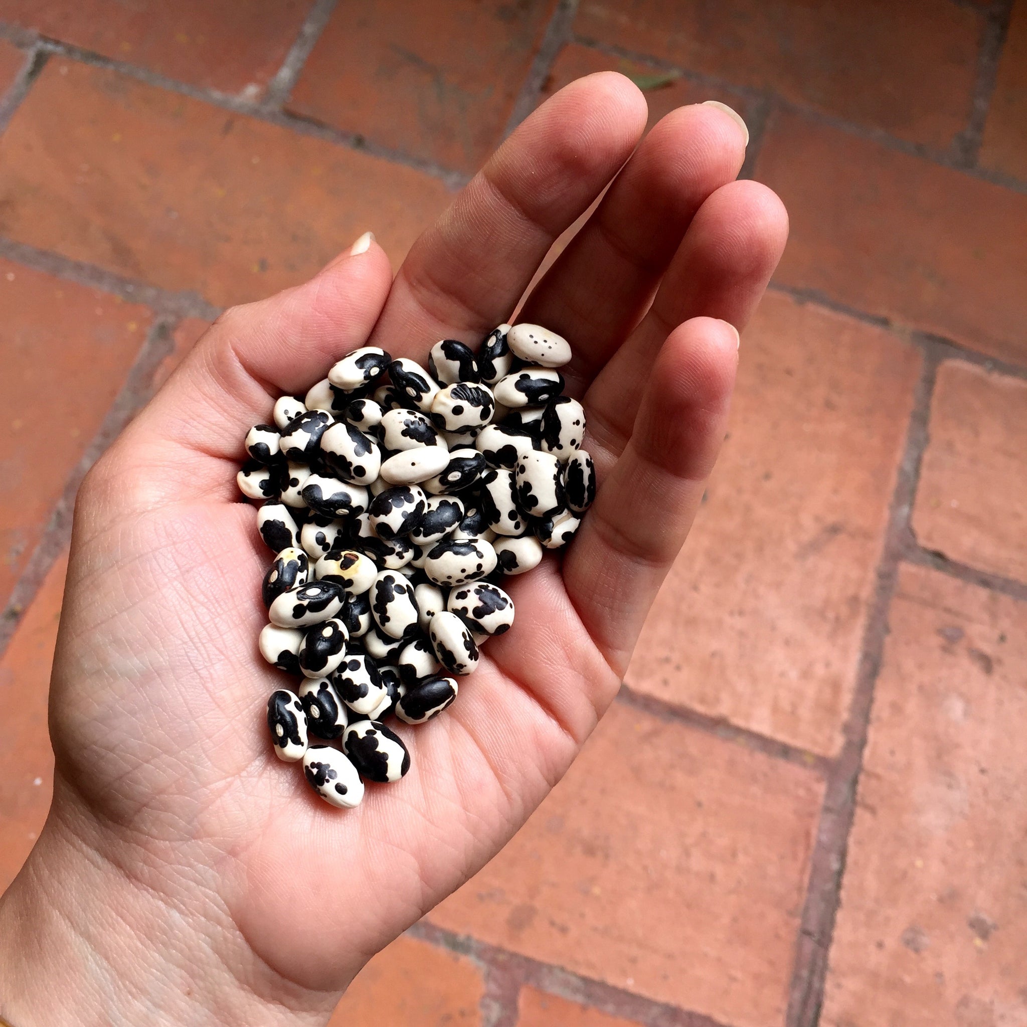 FRIJOL VAQUITA NEGRO BOLA (100g)