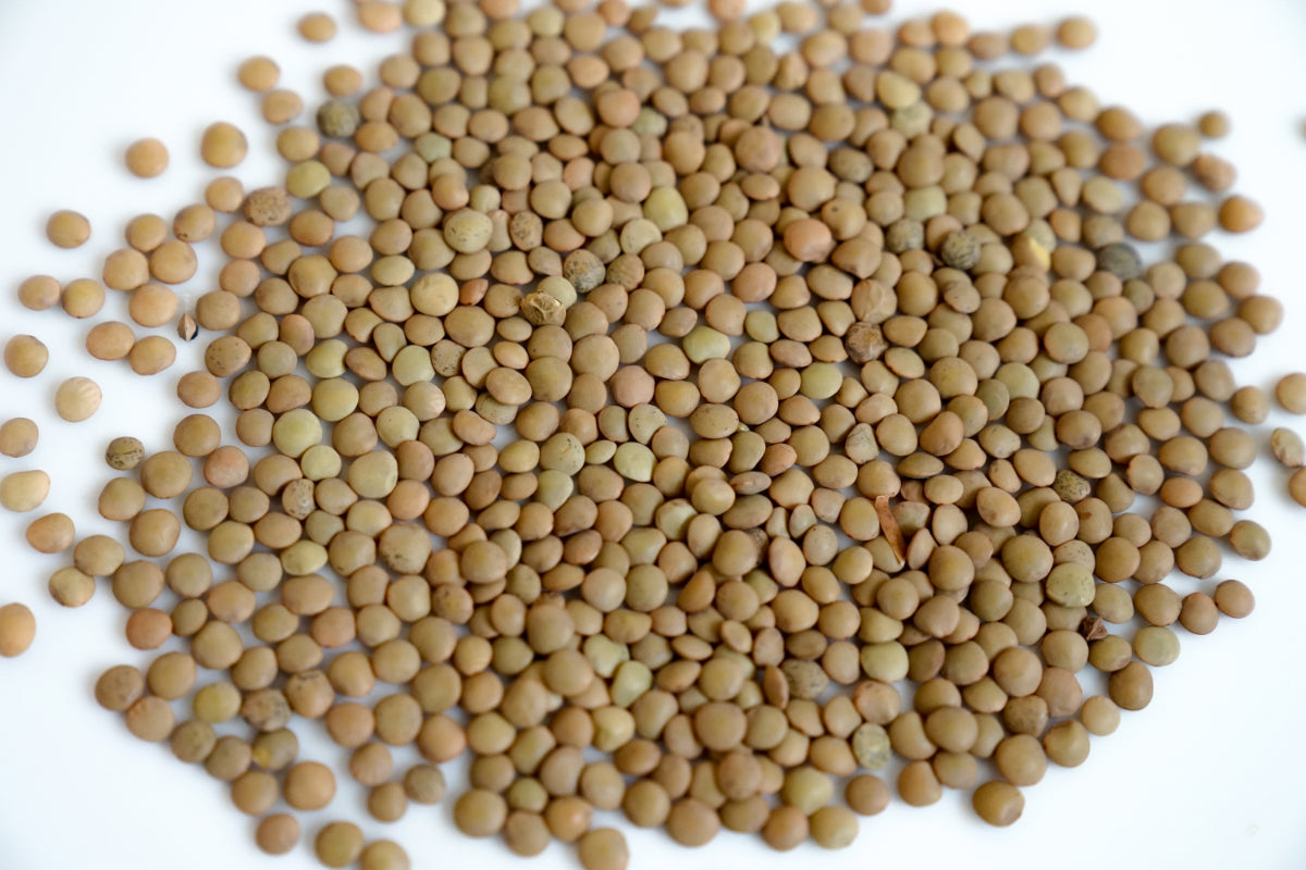 LENTEJA CRIOLLA (100g)