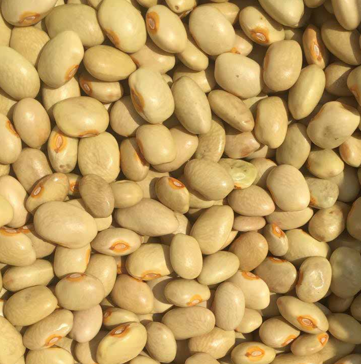 FRIJOL PALACIO DE COSECHA LIMITADA (550g)